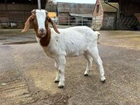 4 MIXED NANNY & WETHER GOATS - BIDS PER LIFE - 16