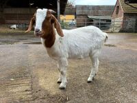 4 MIXED NANNY & WETHER GOATS - BIDS PER LIFE - 17
