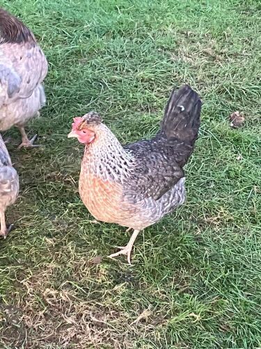 PAIR OF CREAM LEGBAR - BIDS PER LIFE
