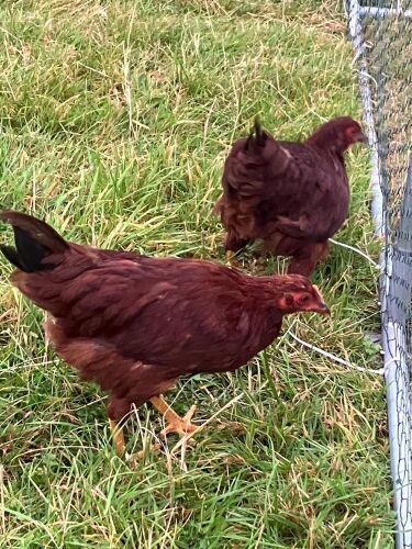 RHODE ISLAND RED P.O.L BANTAM PULLET