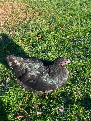 BLACK AUSTRALORP P.O.L PULLET