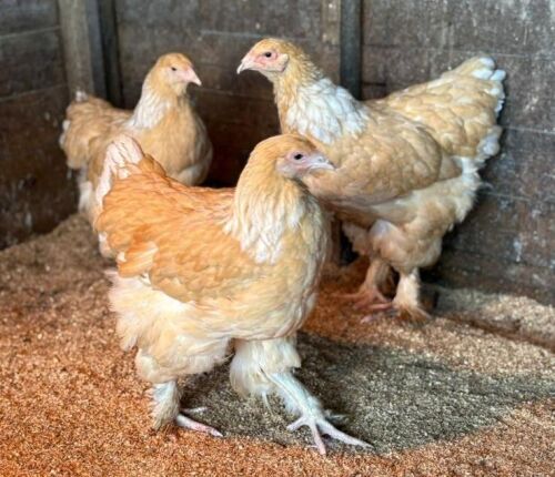 3 X LEMON PYLE BRAHMA PULLETS - BIDS PER LIFE