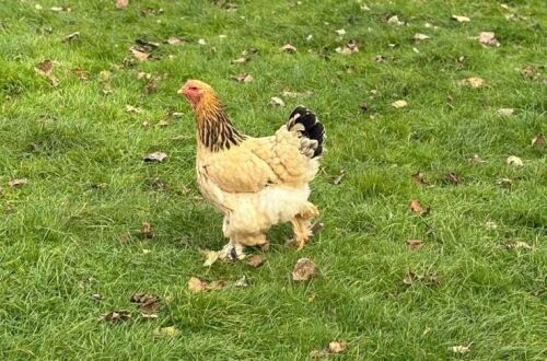 3 X BUFF BRAHMA HENS - BIDS PER LIFE