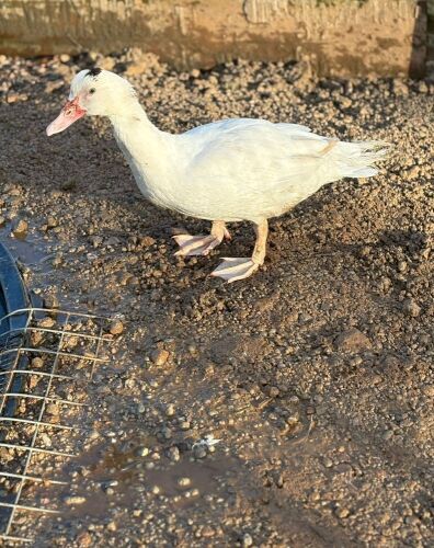 2 WHITE MUSCOVY DUCKS - BIDS PER LIFE