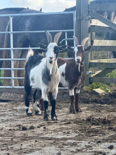 2 X TOGGENBURG X WETHER GOATS - BIDS PER LIFE