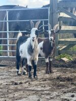 2 X TOGGENBURG X WETHER GOATS - BIDS PER LIFE