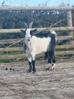 2 X TOGGENBURG X WETHER GOATS - BIDS PER LIFE - 2