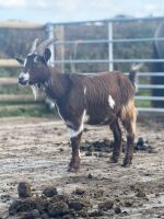2 X TOGGENBURG X WETHER GOATS - BIDS PER LIFE - 3
