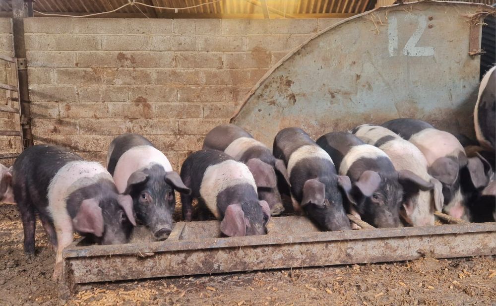 5 X 10 WEEK OLD BRITISH SADDLEBACKS - BIDS PER LIFE