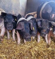 5 X 10 WEEK OLD BRITISH SADDLEBACKS - BIDS PER LIFE - 3
