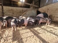 5 X 10 WEEK OLD BRITISH SADDLEBACKS - BIDS PER LIFE - 4