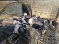 5 X 10 WEEK OLD BRITISH SADDLEBACKS - BIDS PER LIFE - 5
