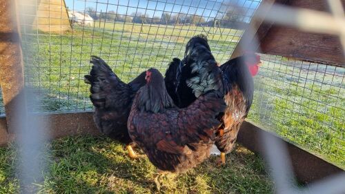 TRIO OF GOLD LACED WYANDOTTE BANTAMS - BIDS PER LIFE