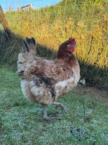 1 WHEATON MARRAN PULLET