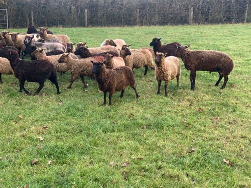 31 SHETLAND EWES - BIDS PER LIFE