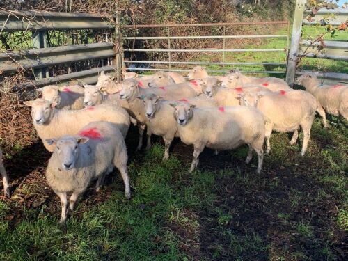 20 ROMNEY EWES - BIDS PER LIFE