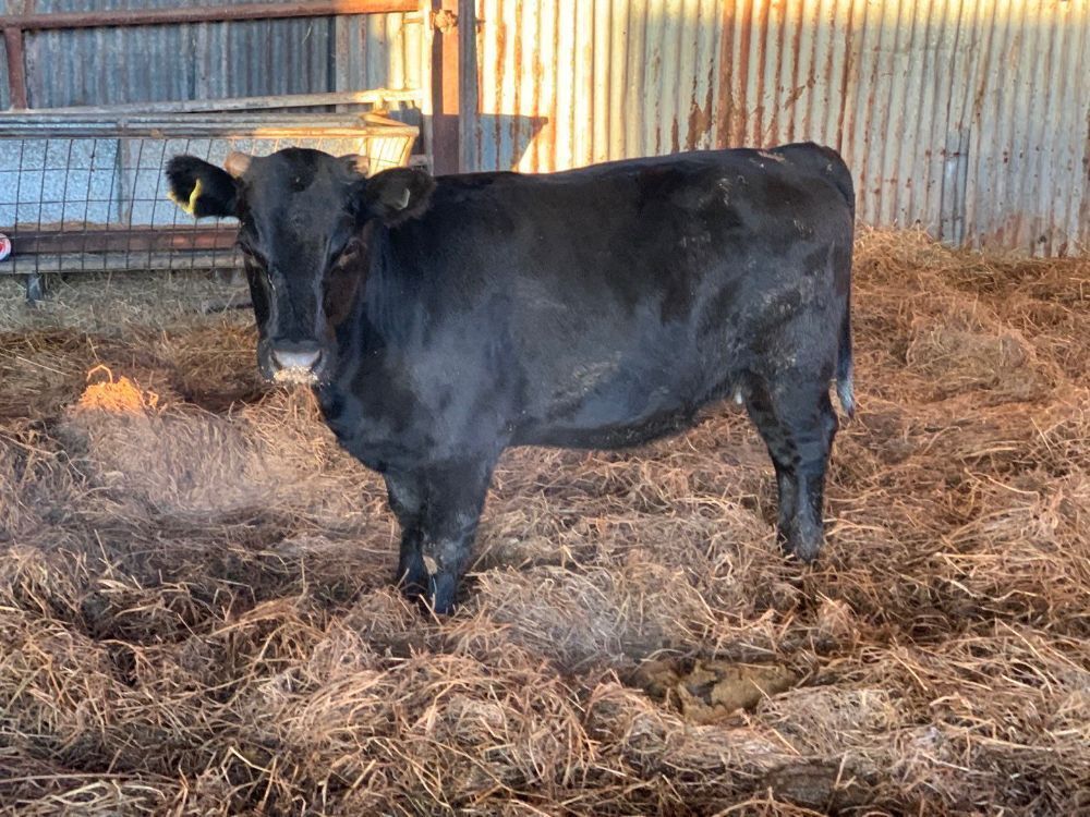 2YO DEVON X DEXTER COW