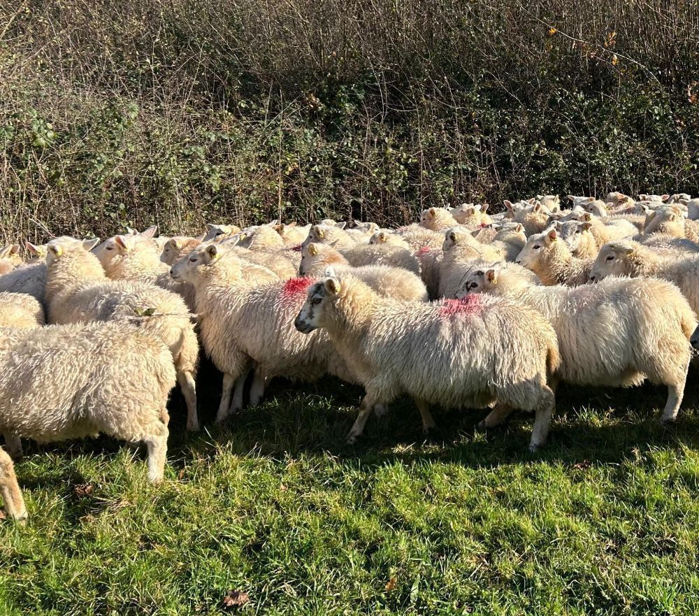 75 LLEYN X STORE LAMBS