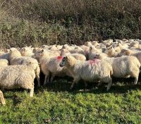 75 LLEYN X STORE LAMBS