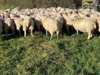 75 LLEYN X STORE LAMBS - 2