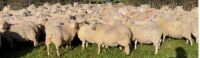 75 LLEYN X STORE LAMBS - 3