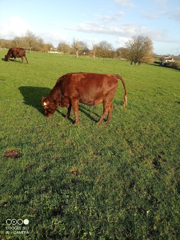 2YO PEDIGREE RED POLL IN CALF HEIFER