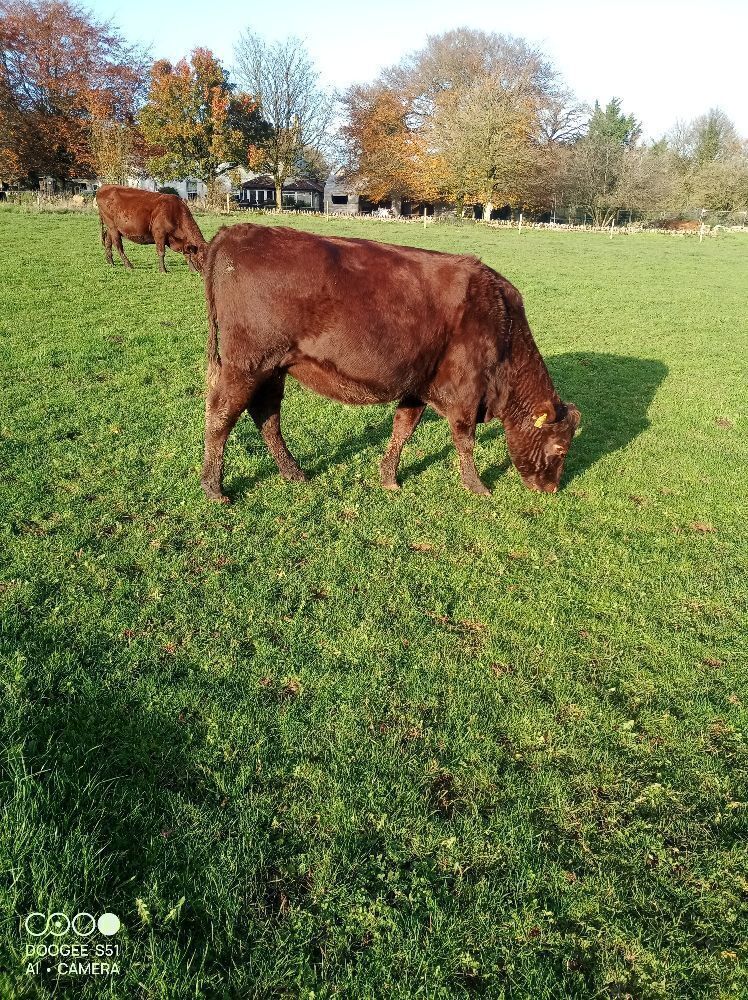 2YO PEDIGREE RED POLL IN CALF HEIFER