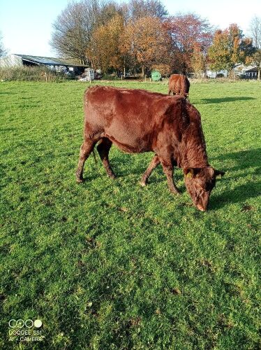 2YO PEDIGREE RED POLL IN CALF HEIFER