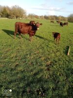 7YO PEDIGREE COW & BULL CALF AT FOOT - BIDS FOR THE GROUP