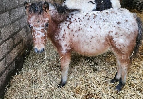 6MO SPOTTED X DARTMOOR COLT FOAL