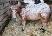 6MO SPOTTED X DARTMOOR COLT FOAL
