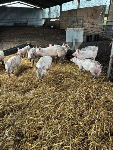 14 LARGE WHITE X HYBRID WEANERS - BIDS PER LIFE