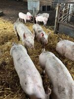 14 LARGE WHITE X HYBRID WEANERS - BIDS PER LIFE - 4