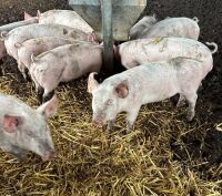 14 LARGE WHITE X HYBRID WEANERS - BIDS PER LIFE - 5