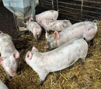 14 LARGE WHITE X HYBRID WEANERS - BIDS PER LIFE - 6
