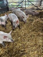 14 LARGE WHITE X HYBRID WEANERS - BIDS PER LIFE - 7