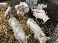 14 LARGE WHITE X HYBRID WEANERS - BIDS PER LIFE - 8