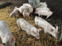 14 LARGE WHITE X HYBRID WEANERS - BIDS PER LIFE - 9