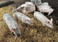 14 LARGE WHITE X HYBRID WEANERS - BIDS PER LIFE - 10