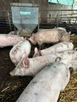 14 LARGE WHITE X HYBRID WEANERS - BIDS PER LIFE - 11