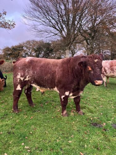 4YO PEDIGREE SHORTHORN BULL
