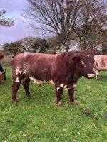 4YO PEDIGREE SHORTHORN BULL