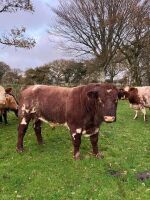 4YO PEDIGREE SHORTHORN BULL - 2