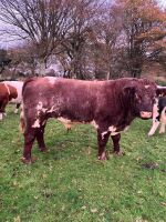4YO PEDIGREE SHORTHORN BULL - 3