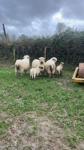4 VALAIS BLACKNOSE EWES & 5 LAMBS