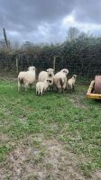 4 VALAIS BLACKNOSE EWES & 5 LAMBS