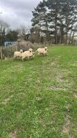 4 VALAIS BLACKNOSE EWES & 5 LAMBS - 2