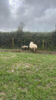 4 VALAIS BLACKNOSE EWES & 5 LAMBS - 3