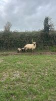 4 VALAIS BLACKNOSE EWES & 5 LAMBS - 4