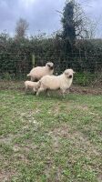 4 VALAIS BLACKNOSE EWES & 5 LAMBS - 5